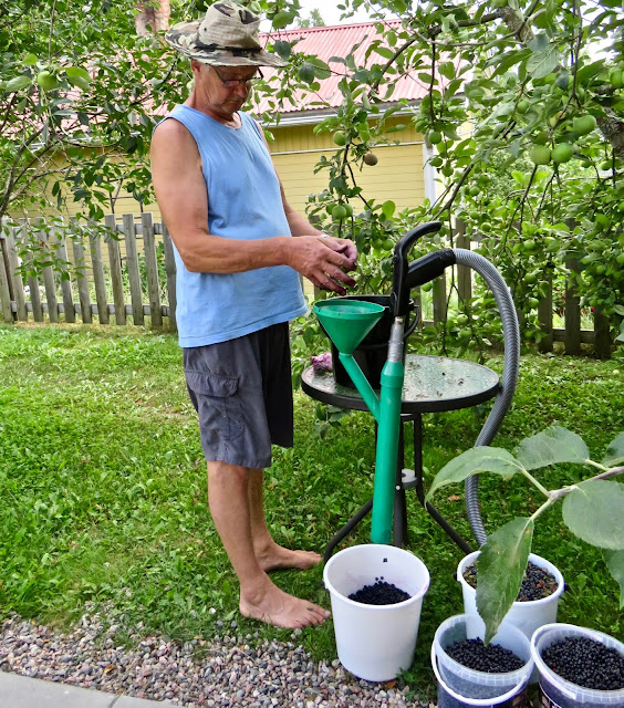 Mustikat Koneellinen puhdistus