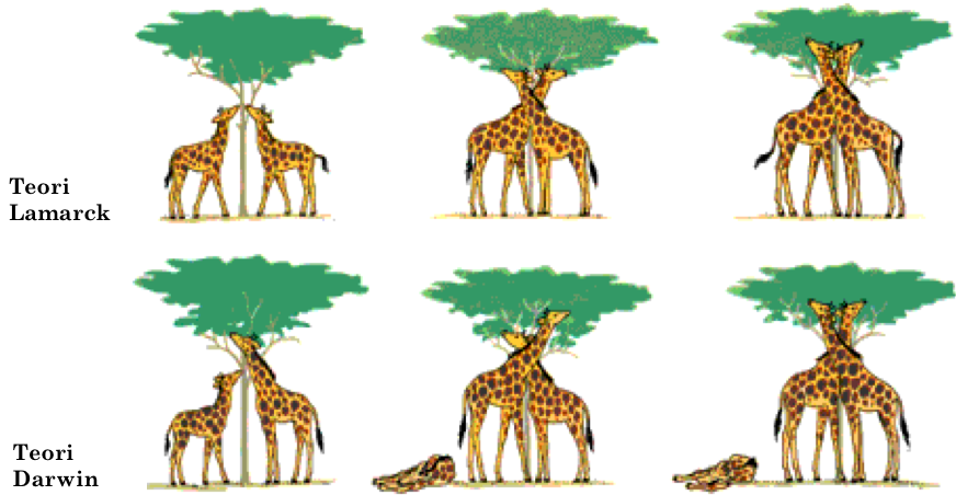 Konsep Evolusi