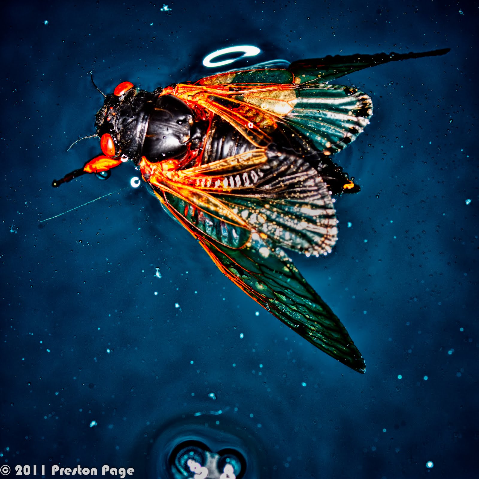 Scenes of St. Louis Drowning Cicada 1 & 2