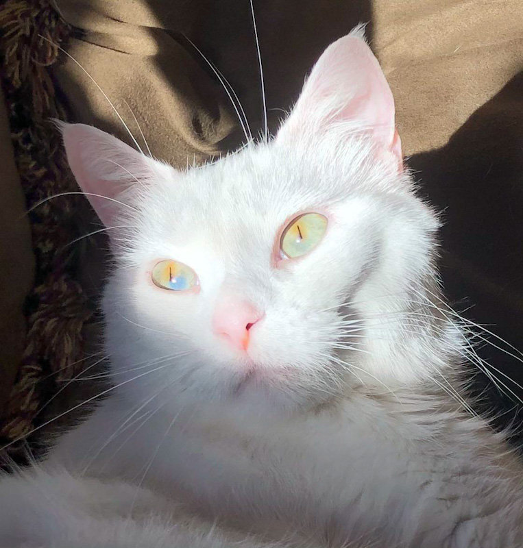 Cat Chit Chat Sectoral heterochromia in an allwhite cat