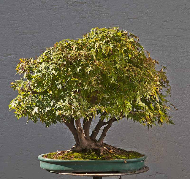 Walter Pall Bonsai Adventures Refurbishing a Japanese maple the "hedge cutting method"