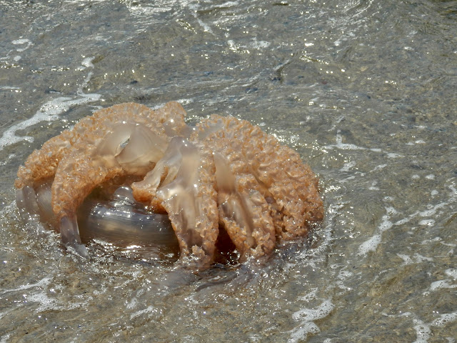 Barrel jellyfish in the water at Carlyon Bay, Cornwall