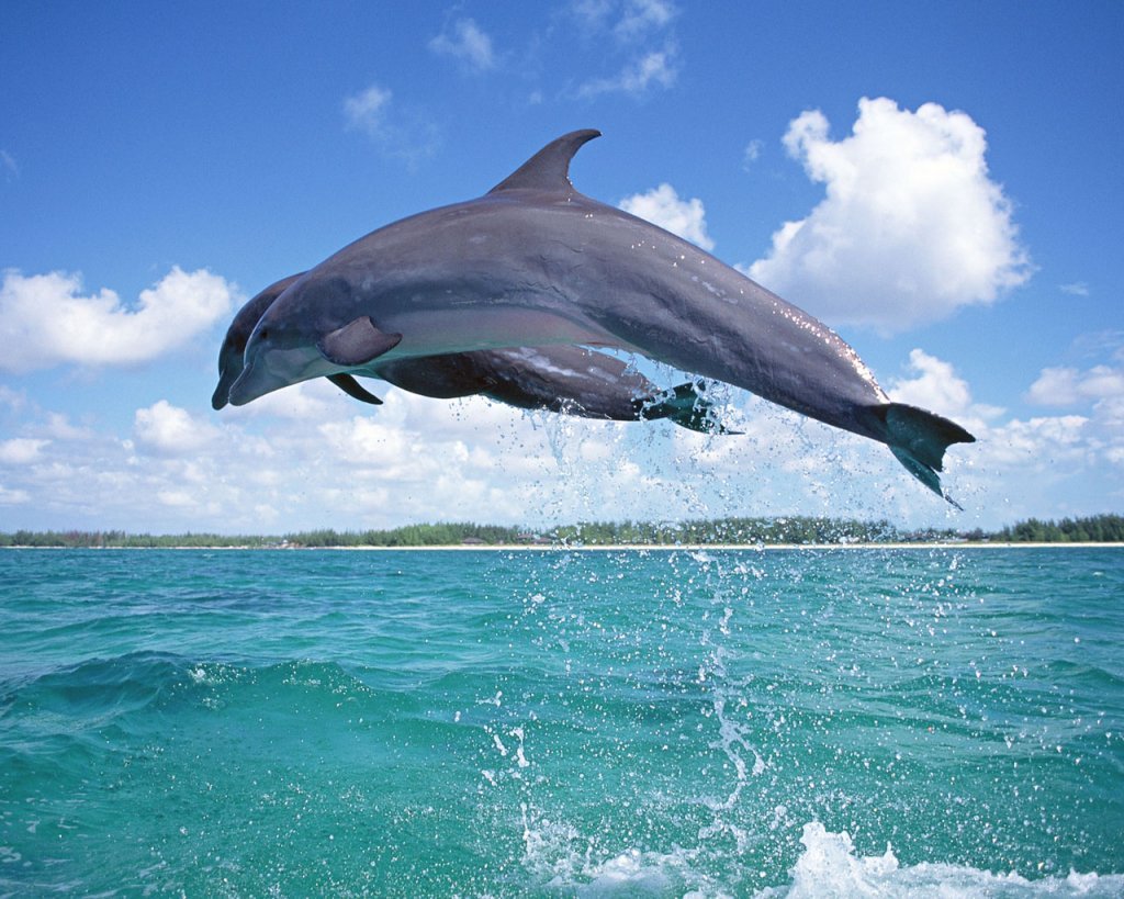 みんなに愛される海のほ乳類！イルカのかわいい高画質な画像まとめ！ | 写真まとめサイト Pictas