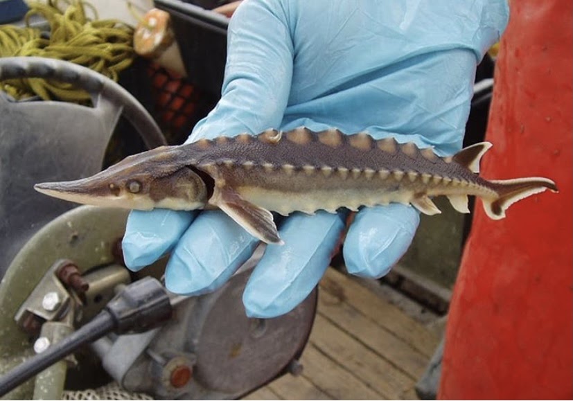 Endangered New Jersey Sturgeon in the Delaware River