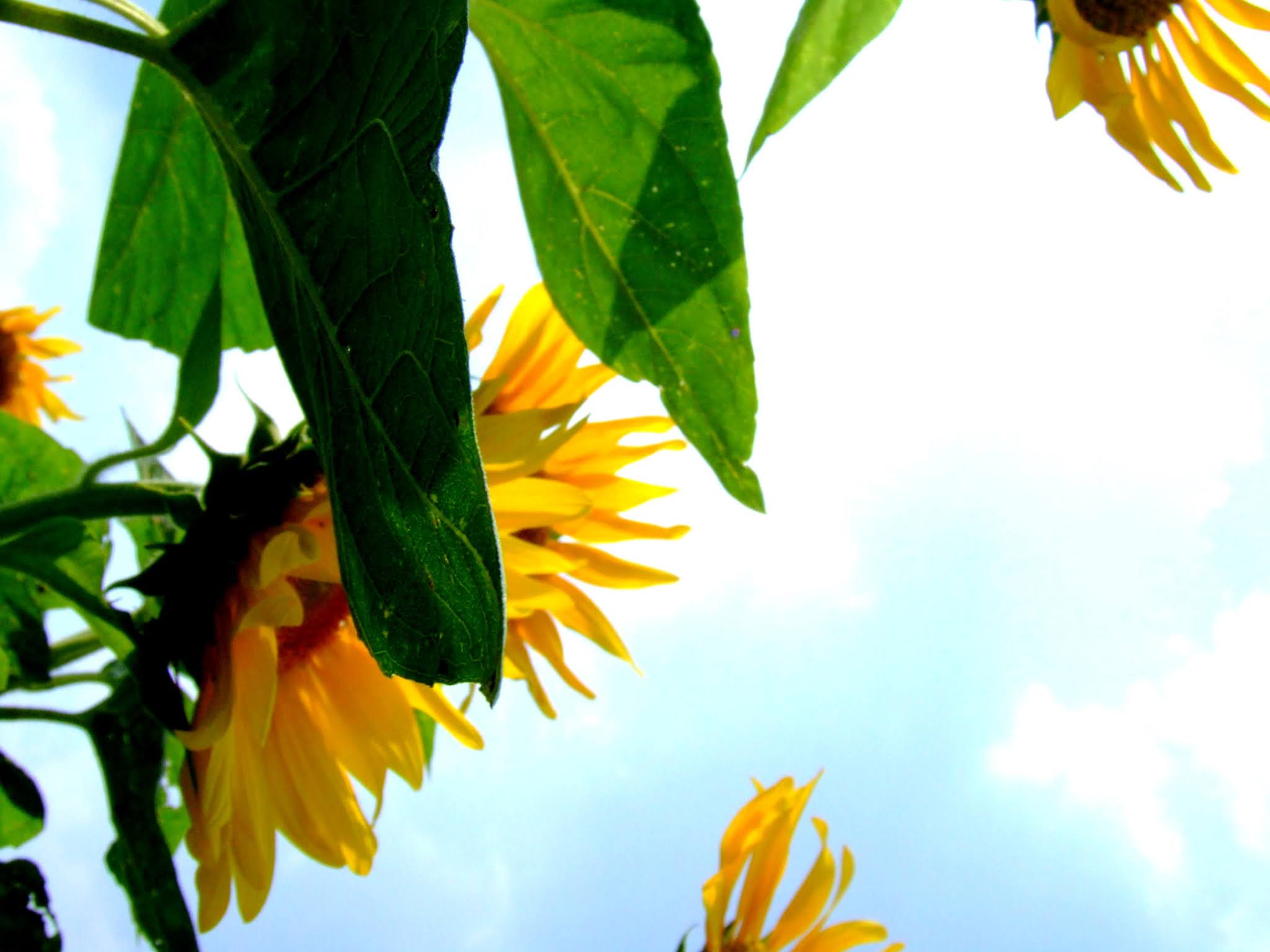 青空 黄色い向日葵（ヒマワリ） ひまわり写真素材
