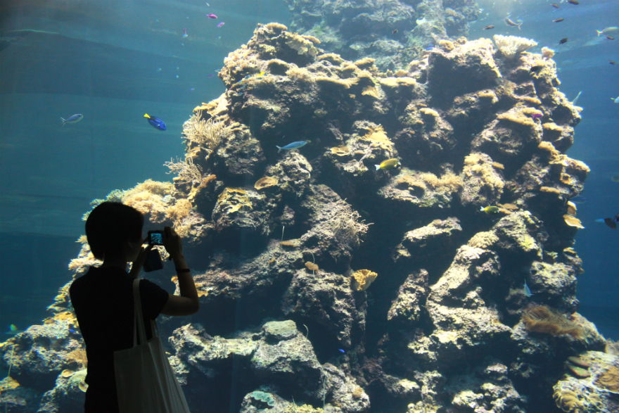 KenTing National Museum Of Marine Biology And Aquarium Jacquelyn's