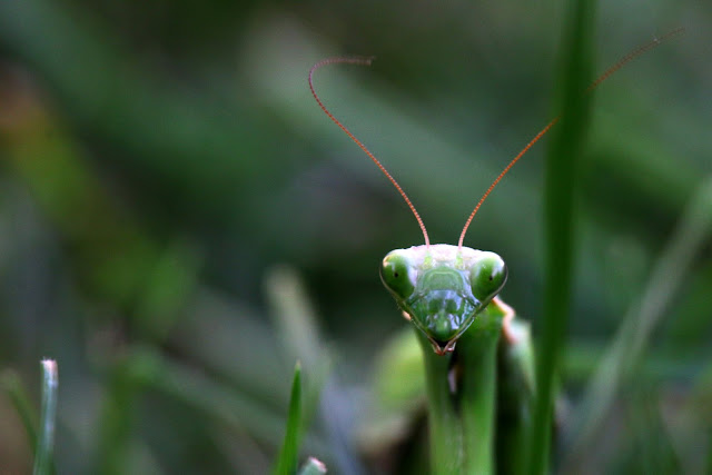  praying mantis