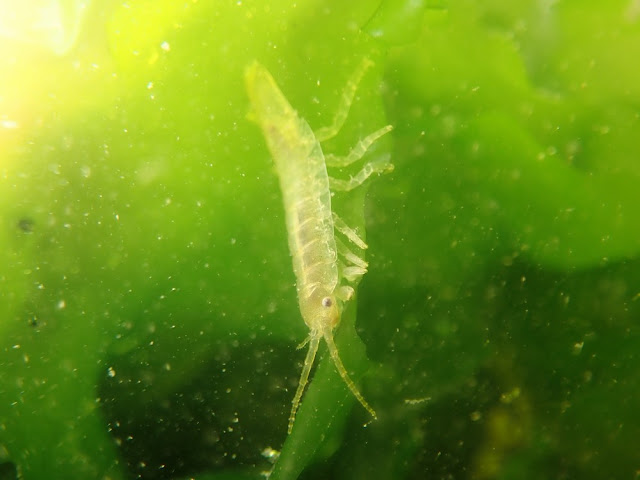 Idotea balthica Idotea balthica