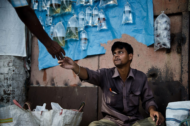 Balarka Brahma: Kolkata Pet Market