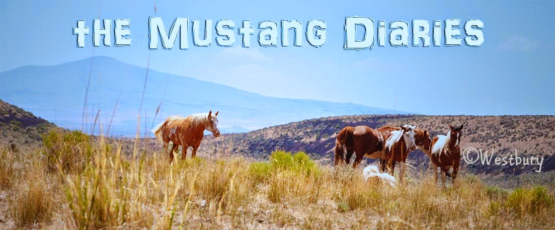 Mustang Diaries