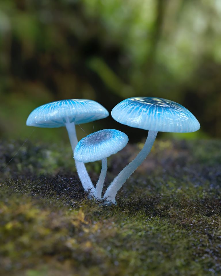 Pixie's Parasol Mushrooms by Ardit Grezda using Autodesk