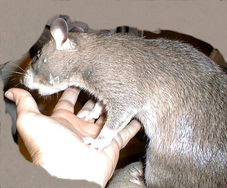 Fox Trending Now Cat sized Rats Fox Trending Now Cat sized Rats