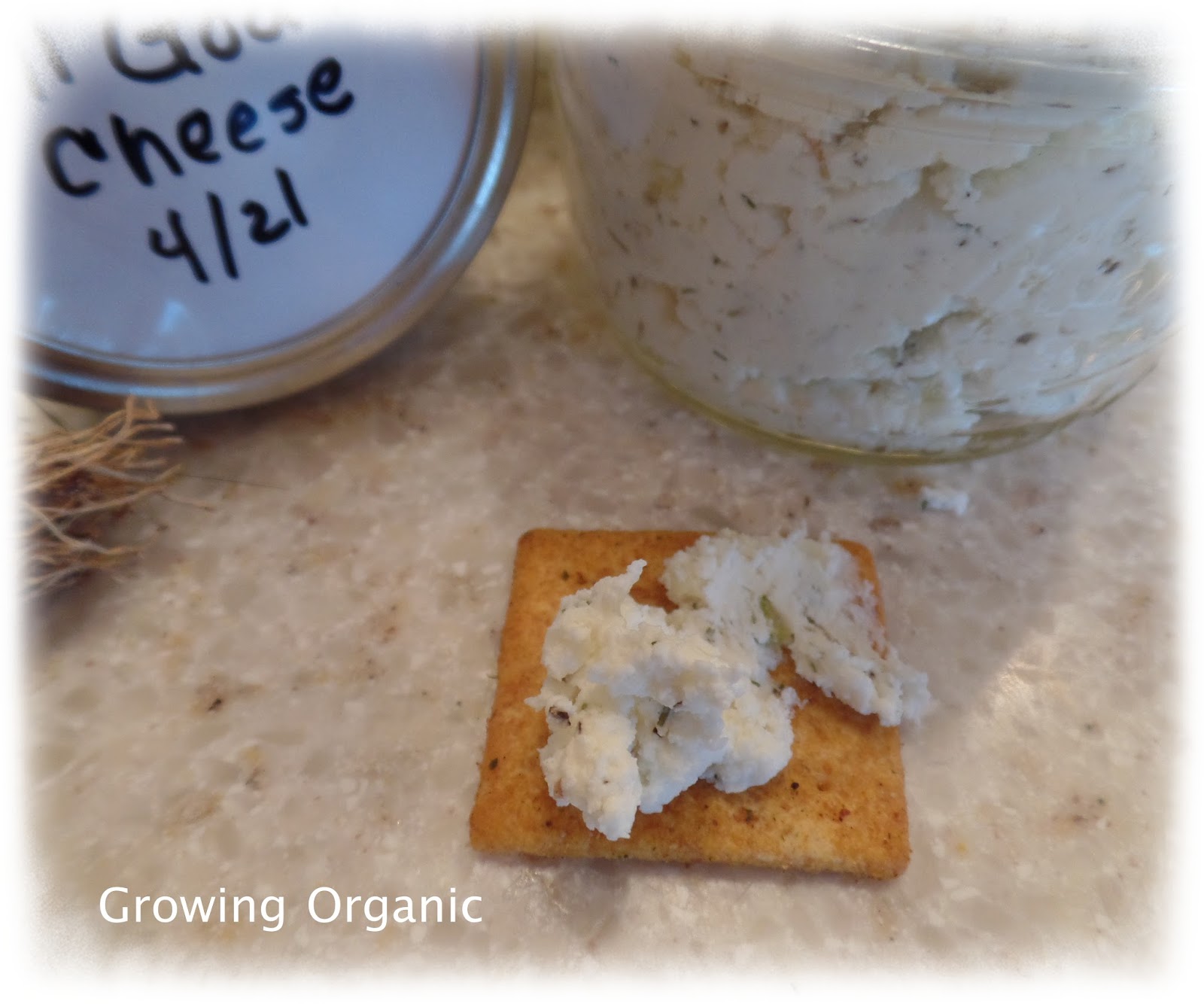 Growing Organic Making Goat Cheese Chèvre