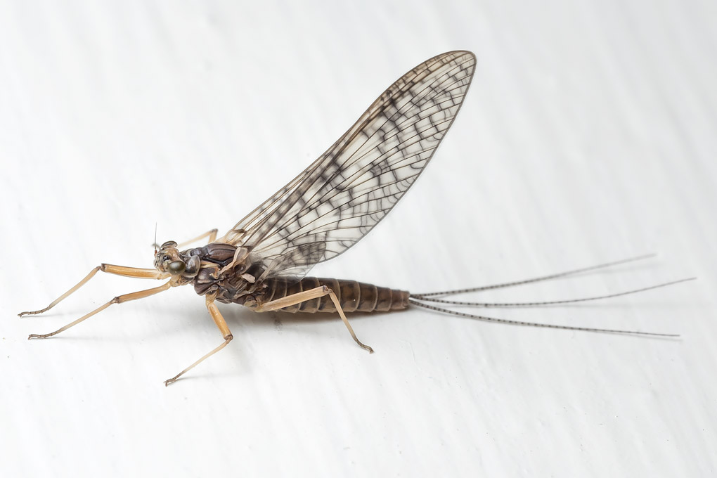 retro new balance shoes