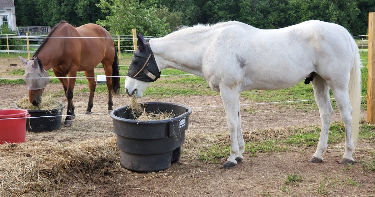 Natural Horse Care in an Unnatural World