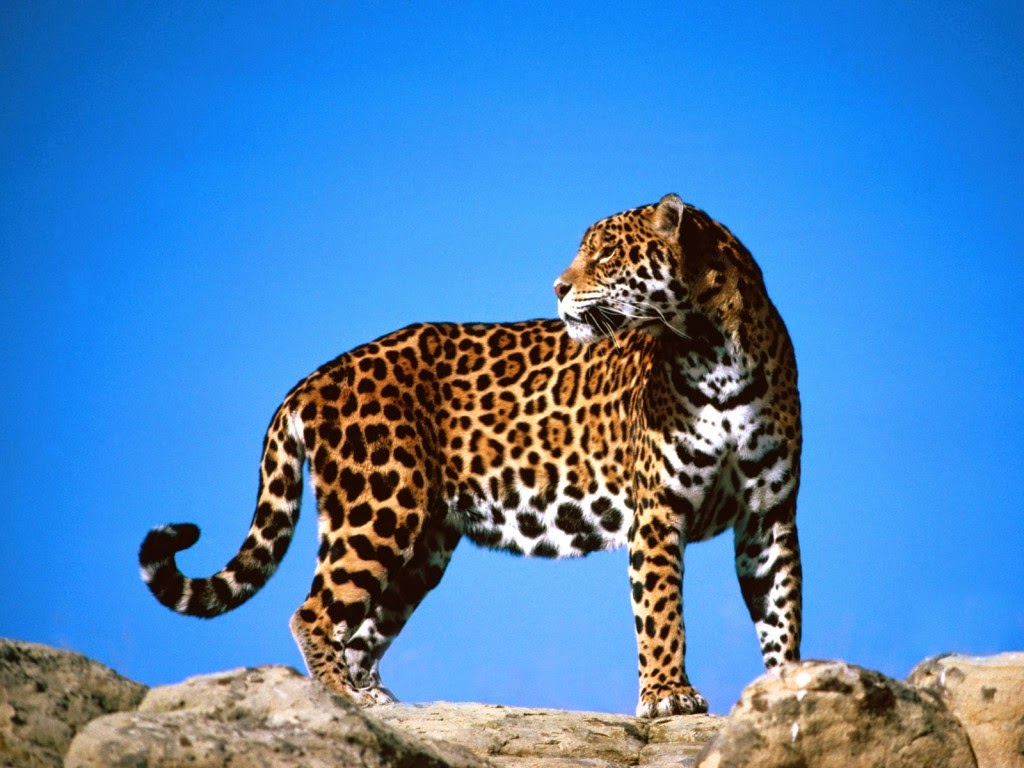 Endemismo Jaguar. El Jaguar en Peligro de Extinción