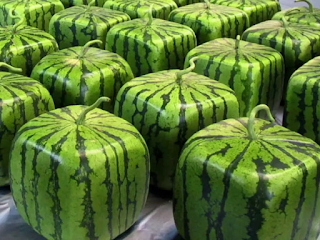 japan watermelon