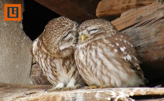 10 Hewan Paling Setia Dengan Pasangannya Di Dunia