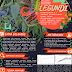 APLIKASI EKSTRAKSI FERMENTASI LEGUNDI (Vitex trifolia L.) SEBAGAI BIOAKTIVATOR ALAMI DALAM MERANGSANG PERTUMBUHAN BIBIT TANAMAN CABAI BERDASARKAN WAKTU SECARA IN VITRO
