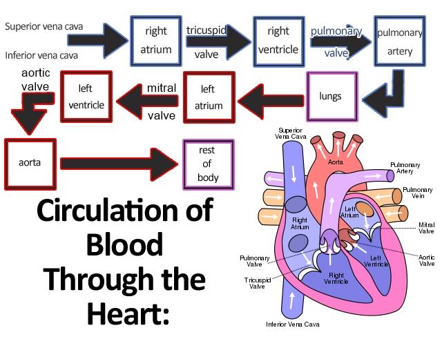 apsg: class 10 concept map of circulation