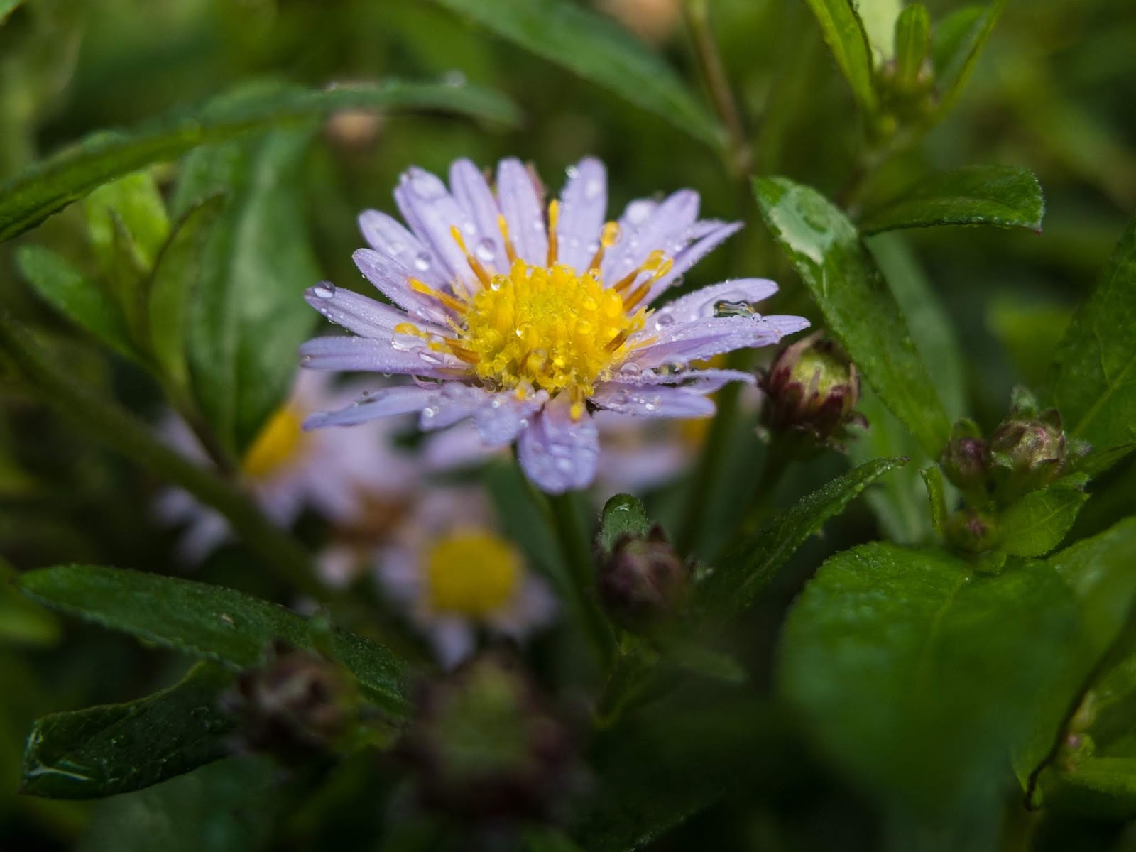 Close up of a light blue and yellow Aster flower covered in rain drops.