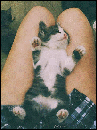 Art Cat GIF • Funny kitten GIF sleeping on Mom's thighs kneading the air Art Cat GIF • Funny kitten GIF sleeping on Mom's thighs kneading the air