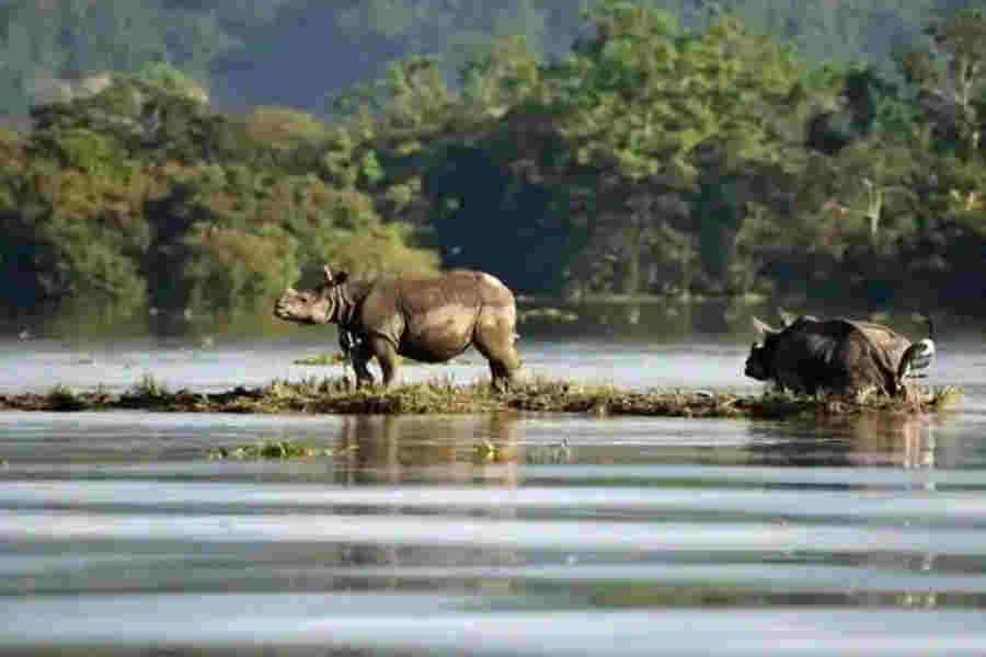 132 animals dead in Kaziranga, Due to Assam Flood