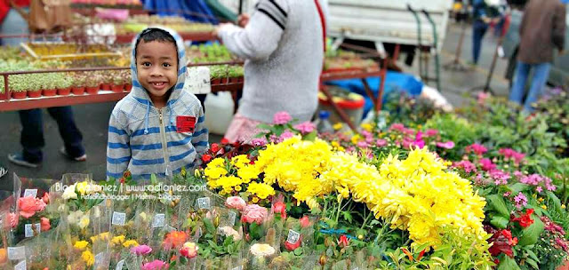 Holiday Cameron Highlands | Kea Farm Market & Kea Garden Guest House