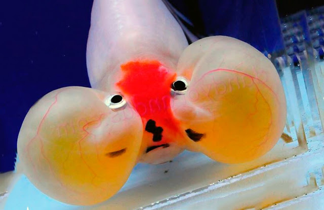 Пузыреглаз — удивительная золотая рыбка»