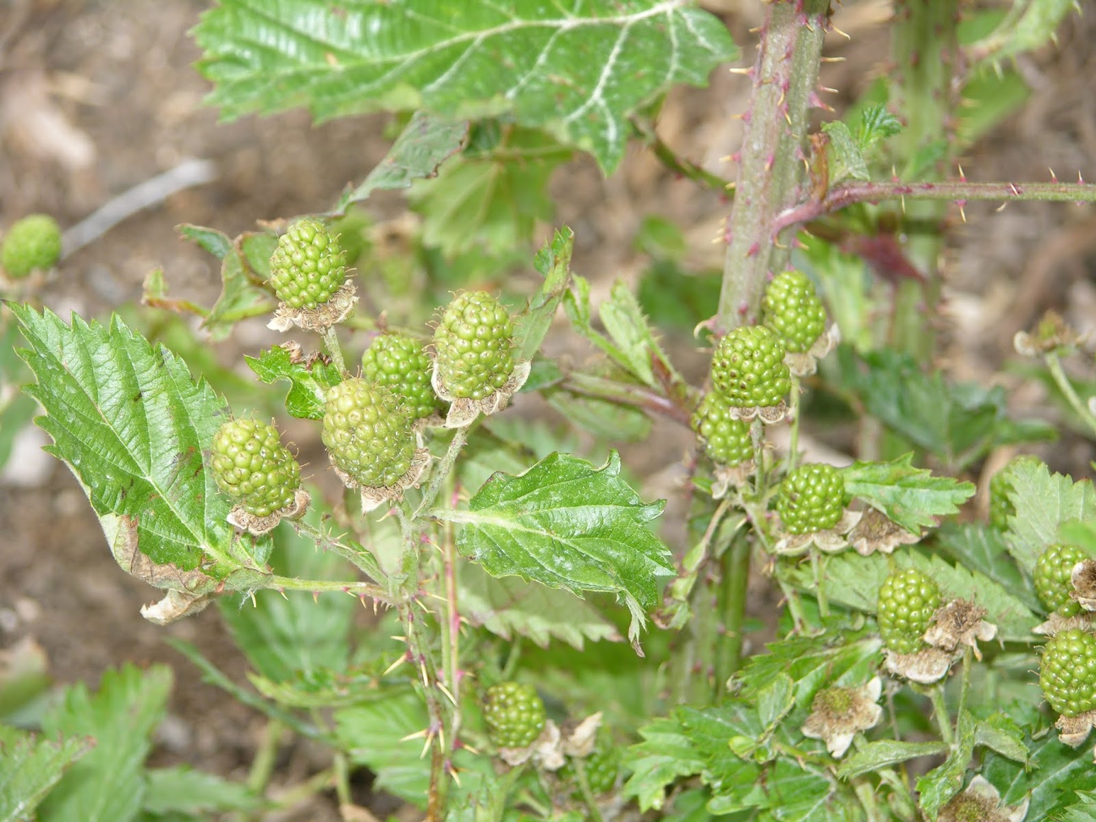 Xtremehorticulture of the Desert Blackberries for Southern Nevada