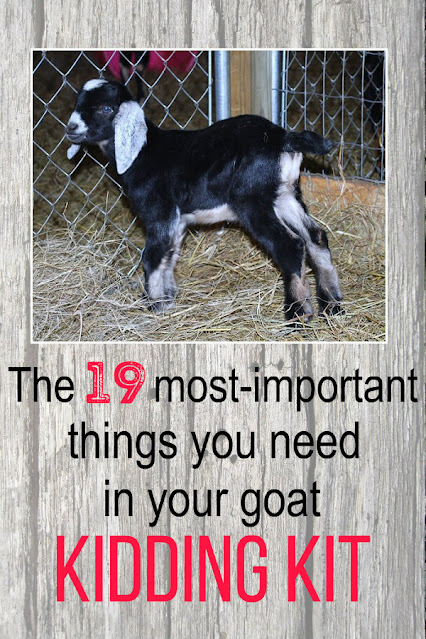 A young black and white Nubian goat kid with frosted ears standing in a chain-link pen.