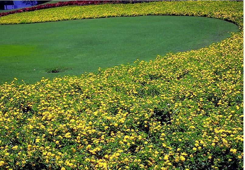 Beechwood Landscape Architecture and Construction Lantana, Evergreen