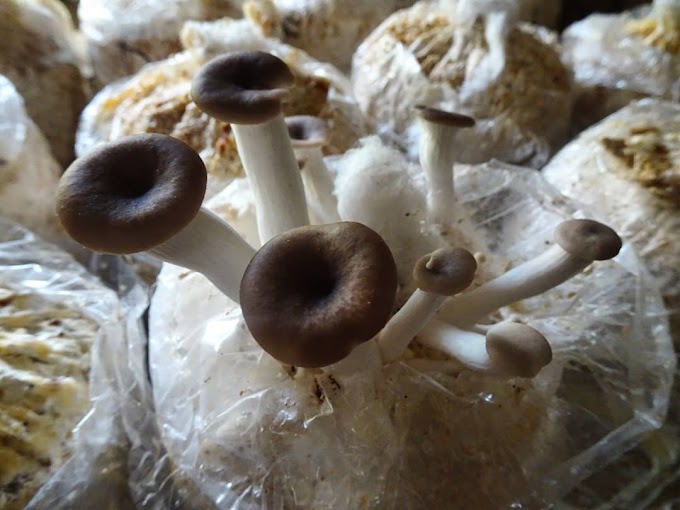 Oyster Mushrooms | Oyster mushroom farming | Biobritte mushrooms