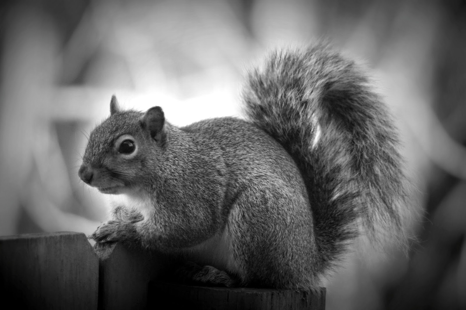 Daily bread black and white wednesday squirrel