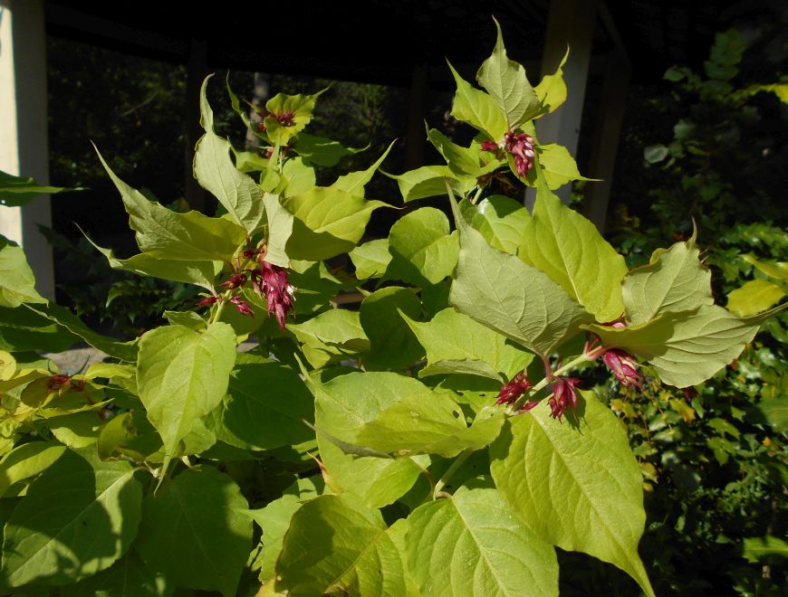 Future Plants By Randy Stewart Pheasant Berry