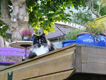 Norway road trip: Black and white cat in Kristiansund Norway