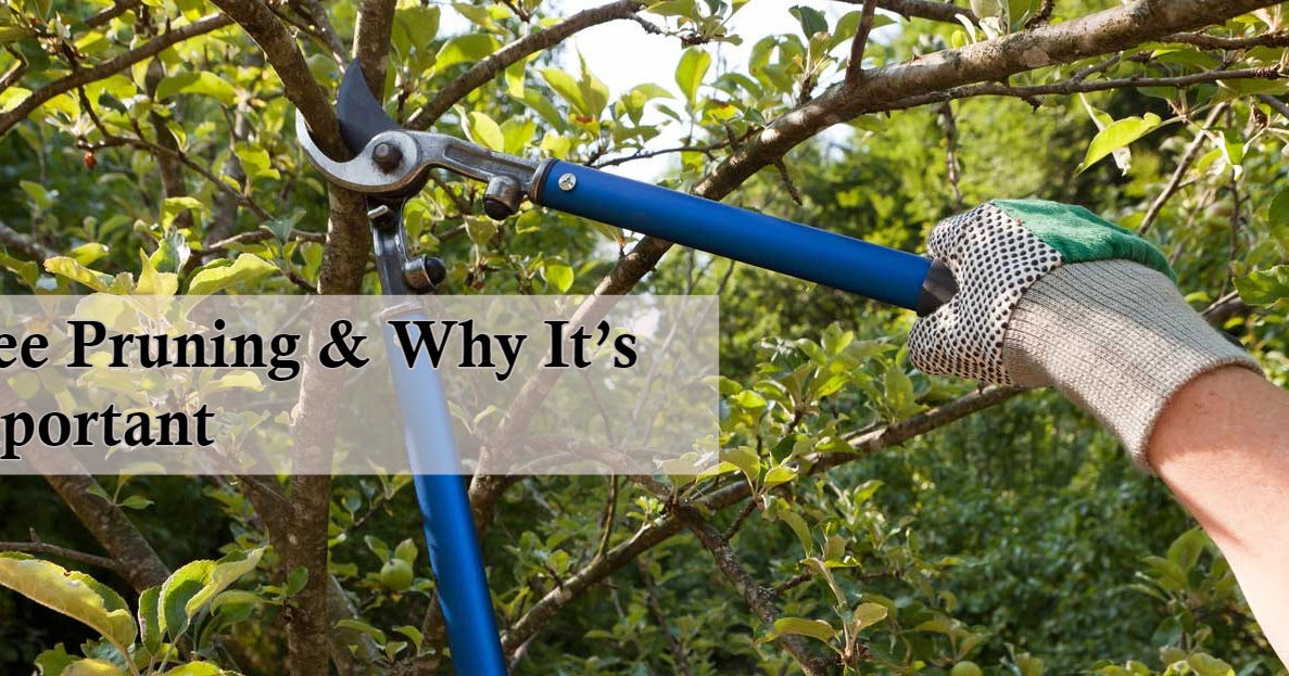 Tree Removal Kelowna Tree Pruning & Why It’s Important