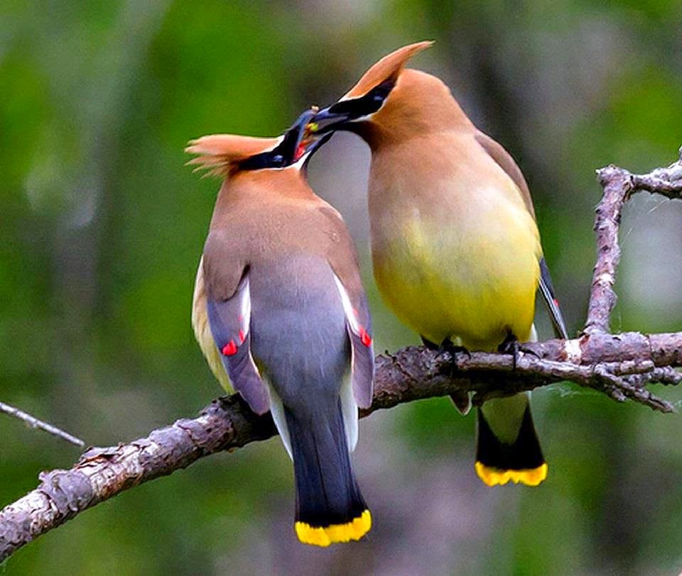 Cedar Waxwing Fun Animals Wiki, Videos, Pictures, Stories