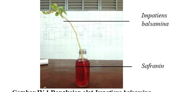 Work Laporan Praktikum Fisiologi Tumbuhan Jaringan Transport Air