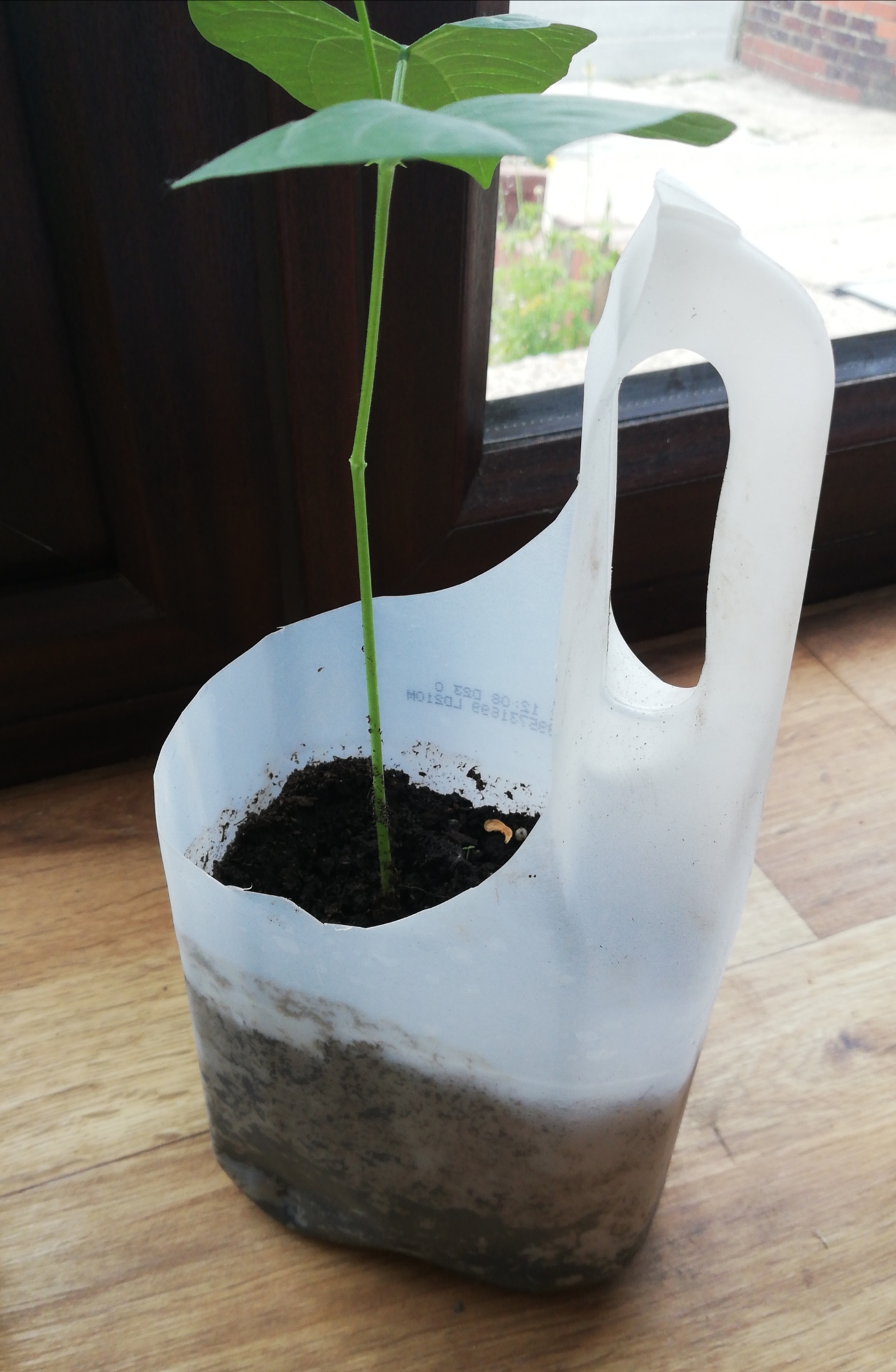 DIY Reusing Milk Bottles As Plant Pots