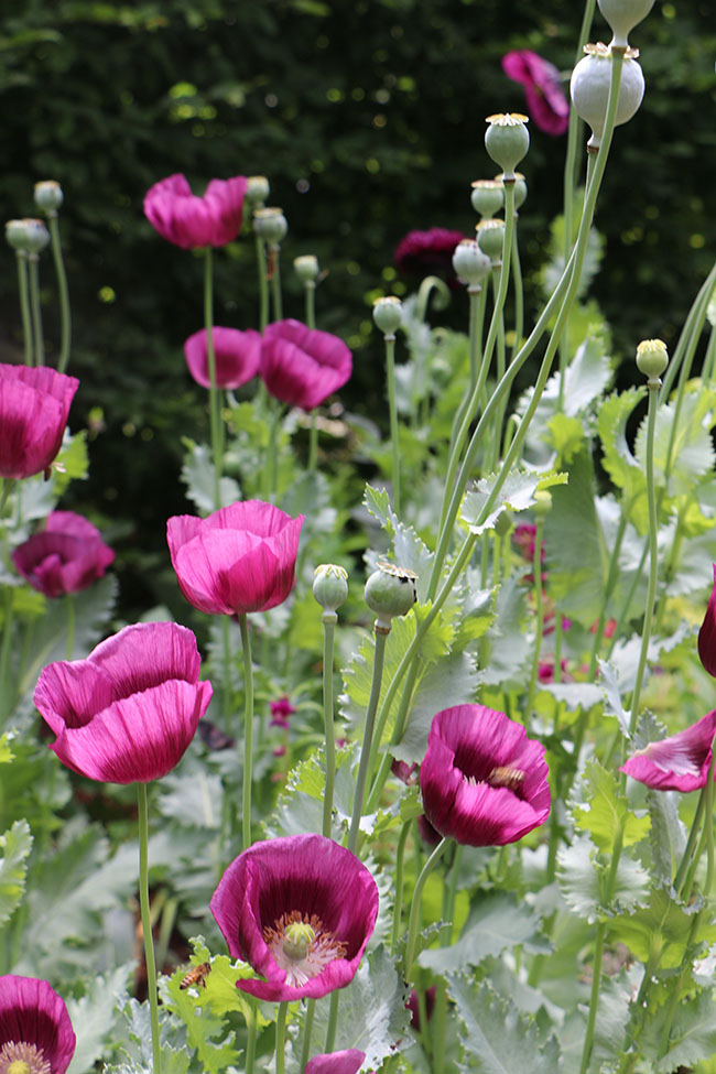 Go Right In My Garden Blog Carnival