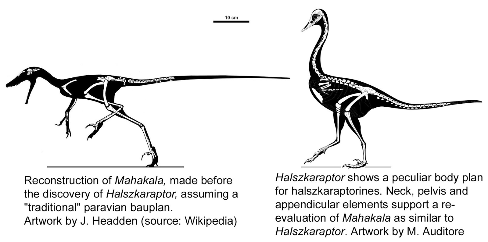 Halzkaraptorinae.jpg