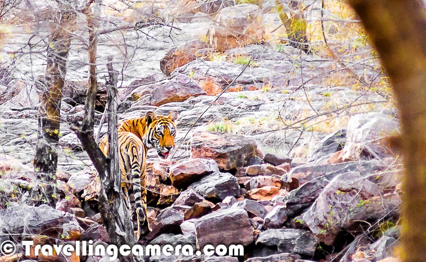 It was really thanks to Aircel that our trip to Ranthambore became so much more than a Tiger Safari. And that says a lot really because this was also our first successful Tiger Safari in the terms that we actually spotted two almost full grown tigers in a single safari. No words are enough to describe what we felt when the majestic beast was before us, but overall there are so many beautiful memories of this trip that I am already wondering how and why I have missed writing a Time-Turner post about it. 
