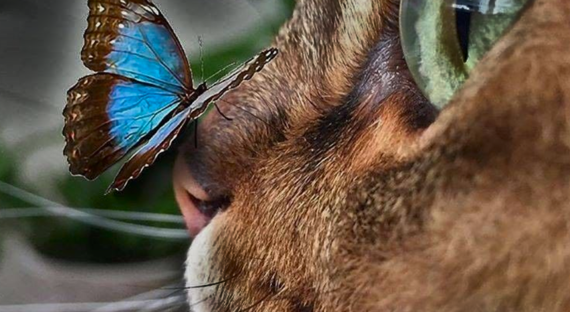 Kedi ve Kelebek Duvar Kağıdı (DK4)