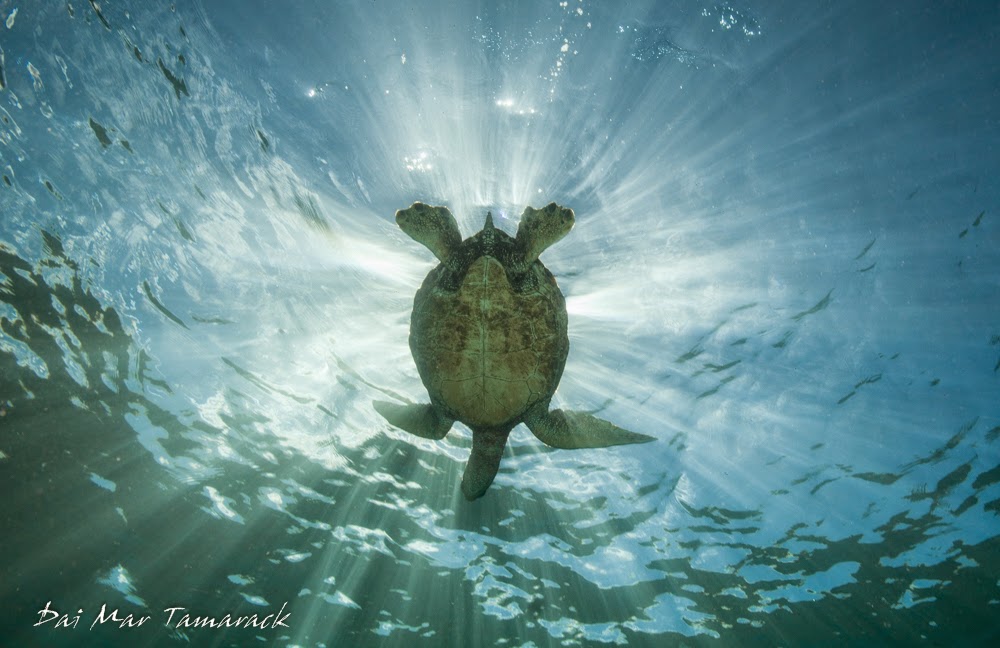 Capturing the Moment Snorkel Oahu Electric Beach