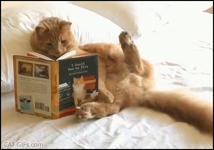 Funny Cat GIF • When your shameless cat reads ’I could pee on this’ book, in YOUR bed like a boss Funny Cat GIF • When your shameless cat reads ’I could pee on this’ book, in YOUR bed like a boss