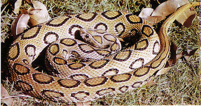 Viper1.jpg