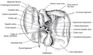 visceral-surface-of-the-liver-anatomy