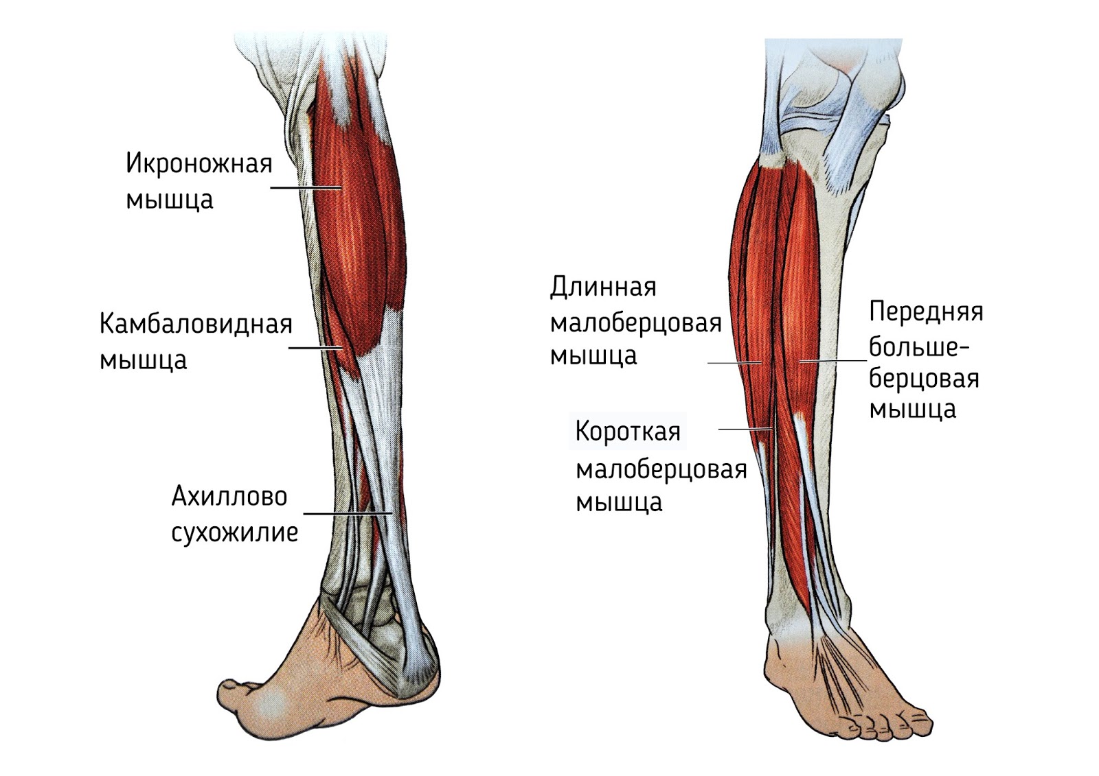 Икроножная мышца какая ткань. Икроножная и камбаловидная мышцы. Баловидная мышца анатомия. Камбаловидная мышца голени. Сухожилия икроножной мышцы анатомия.