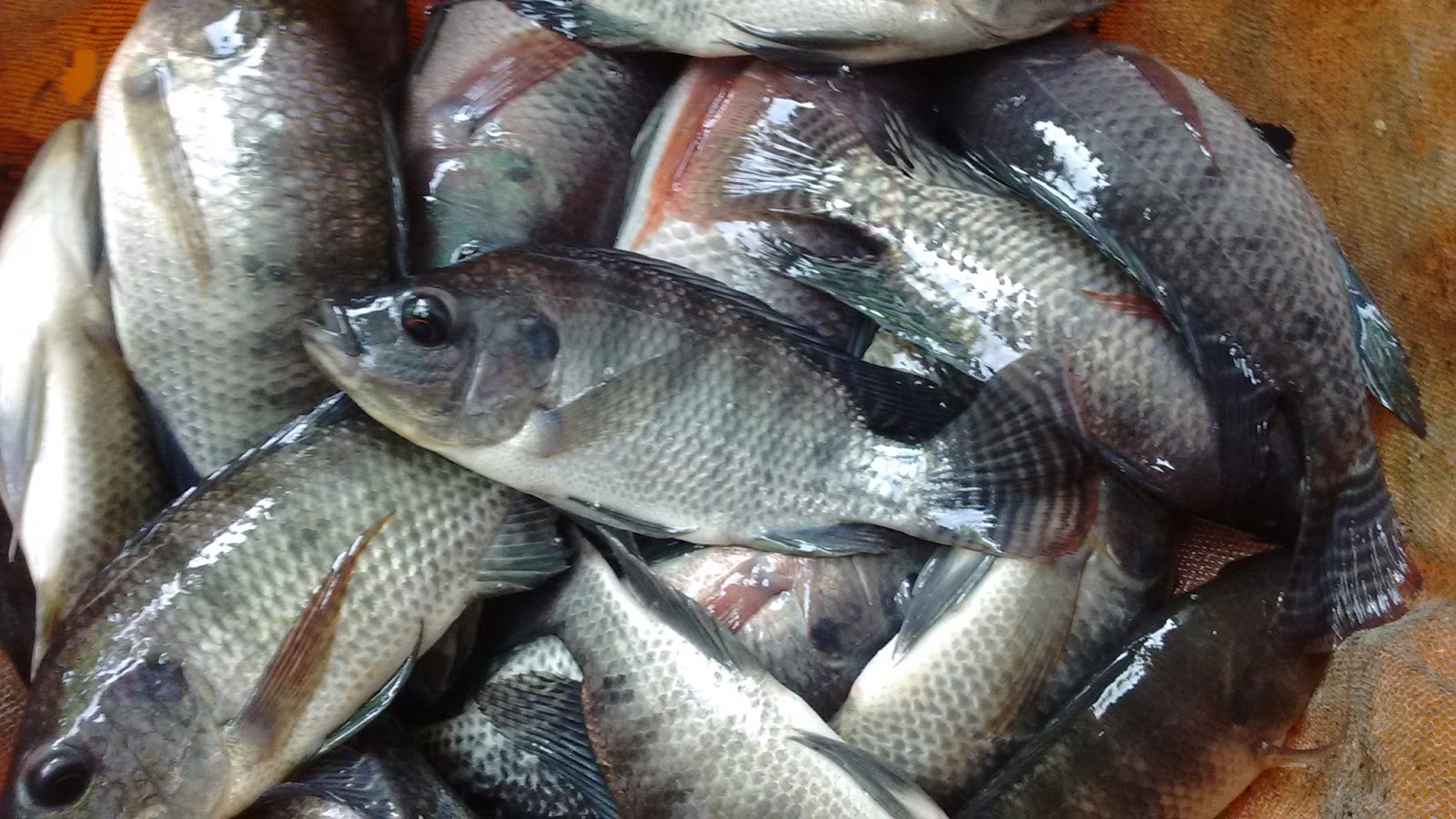 Keralaponics GIFT Tilapia (ഗിഫ്റ്റ് തിലാപ്പിയ)